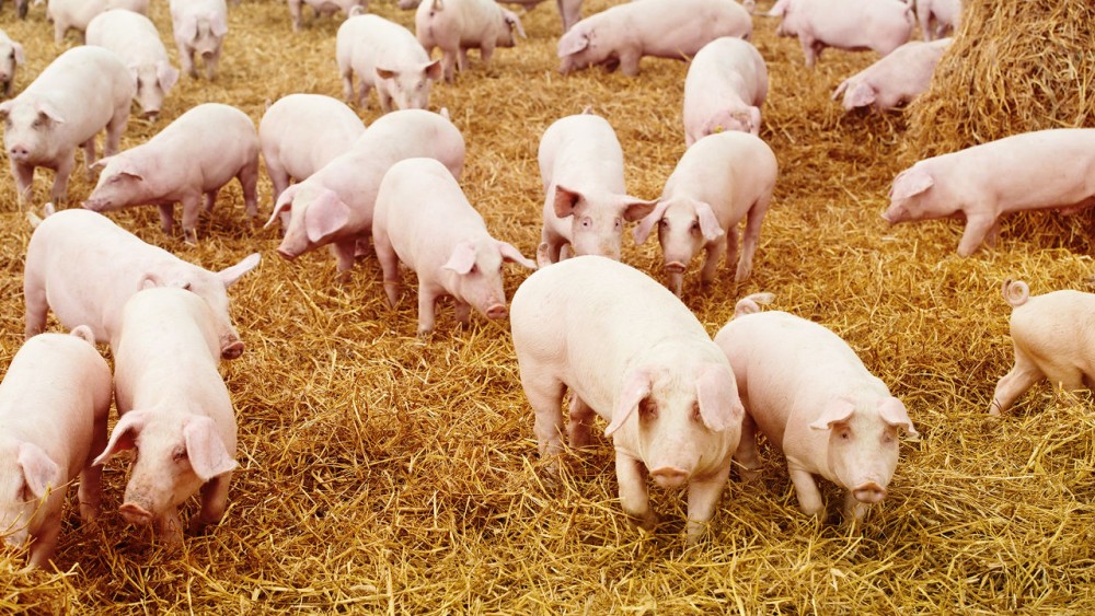 xử lý mùi hôi trang trại chăn nuôi lợn